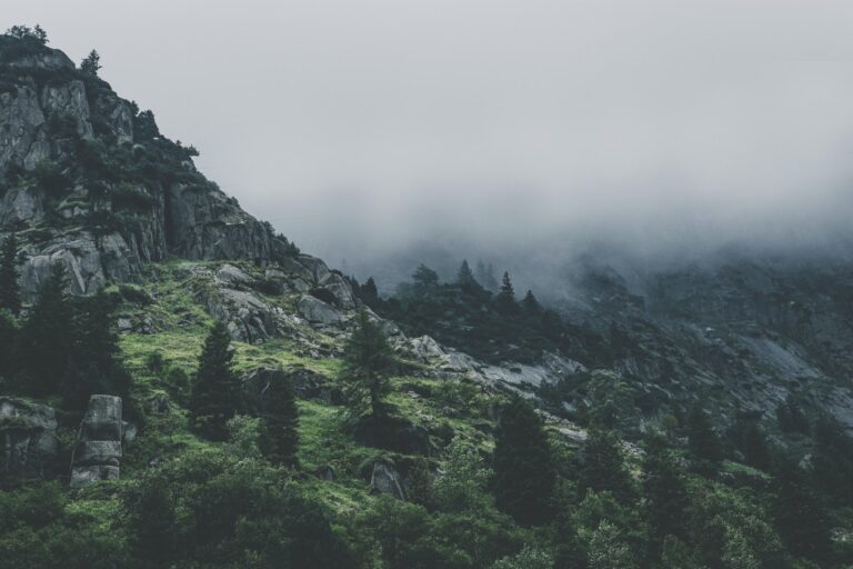 Accueil green leafed trees during fog time 167684.jpg